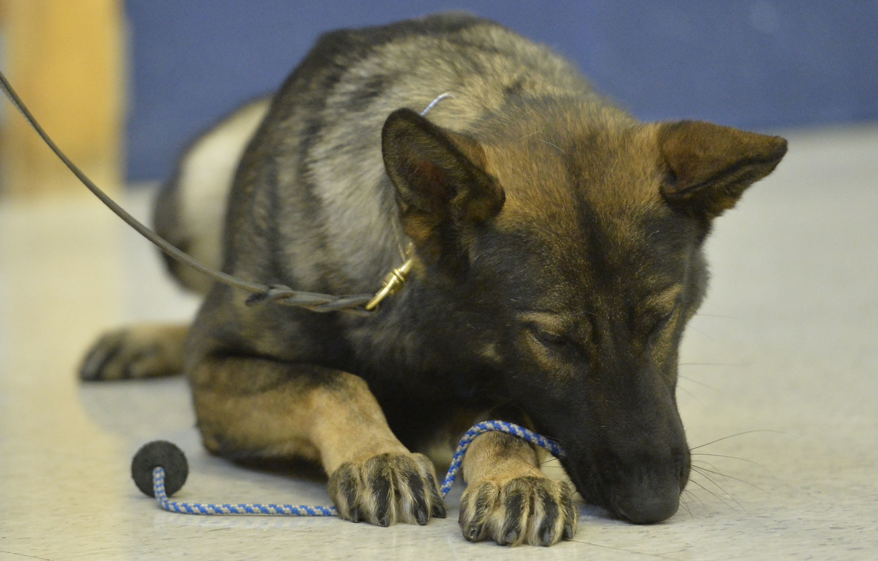 KPD K9S AT HARVEY SCHOOL
